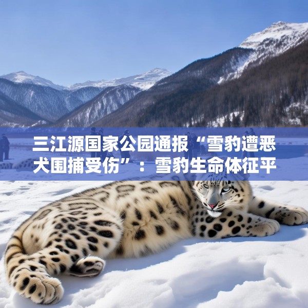 三江源国家公园通报“雪豹遭恶犬围捕受伤”：雪豹生命体征平稳，两只牧羊犬伤重死亡